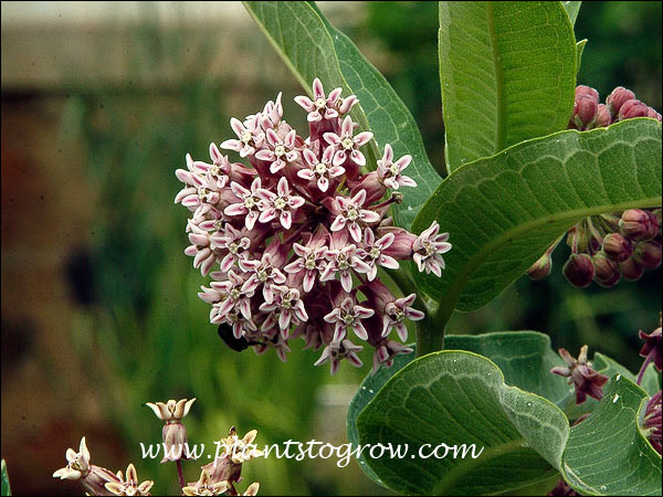 Milkweed (Asclepias syriaca) 
(July 19)